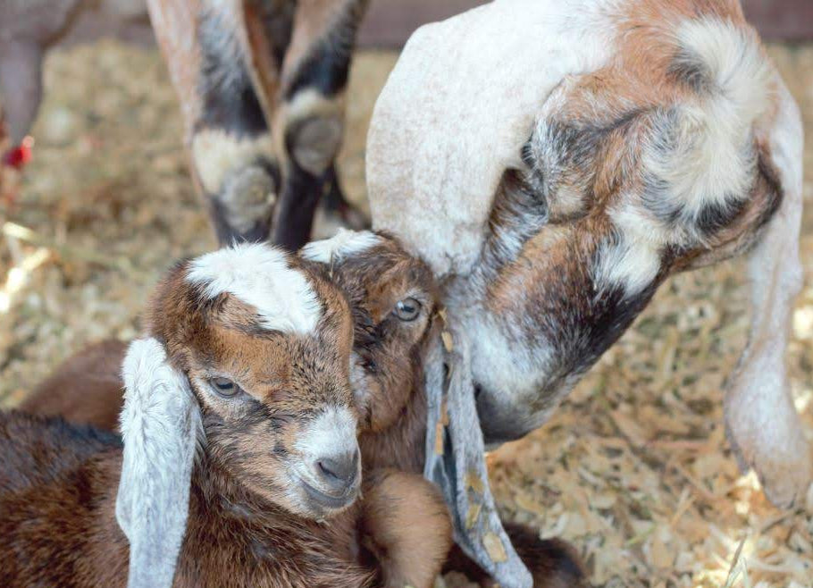 A close-up photo of a brown and white Nubian goat lying on a bed of straw while an adult goat with long ears nuzzles it. Another goat is partially visible in the background.